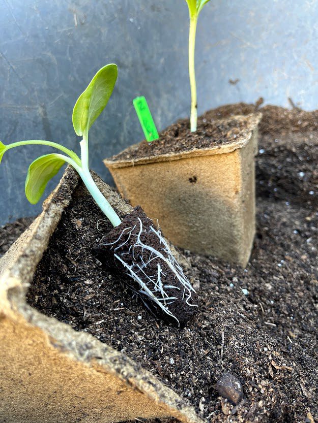 biosponge roots