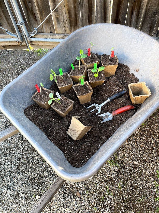 repotting