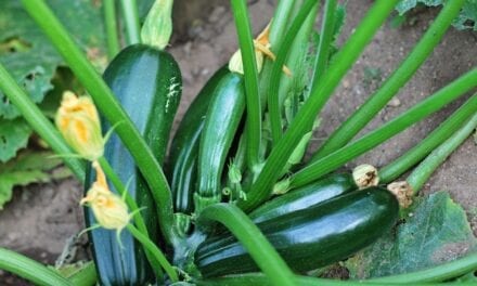 How To Plant And Grow Zucchini