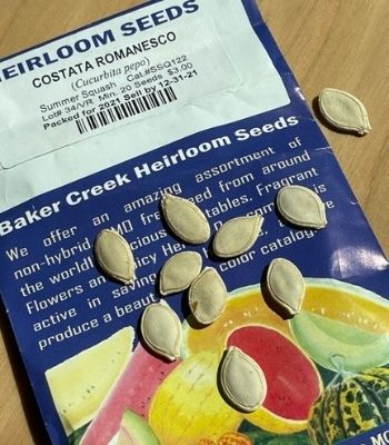 350x400 costata romanesco zucchini seeds