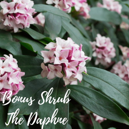 Daphne Shrub Daphne Shrub