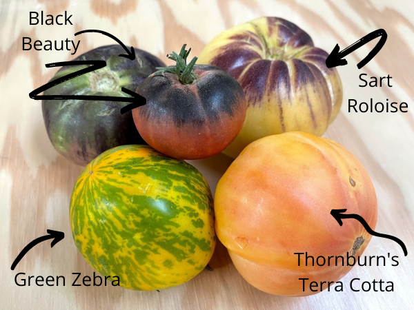heirloom tomatoes Black Beauty, Sart Roloise, Thornburn's Terra Cotta, and Green Zebra