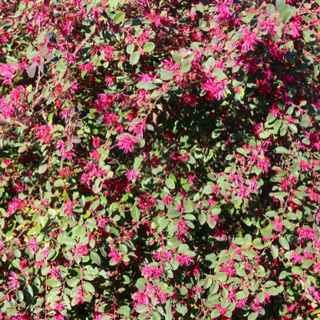 Chinese fringe flower (Loropetalum chinense)