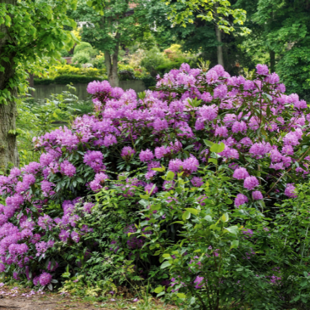 purple rhododendron