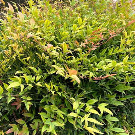 Chinese fringe flower (Loropetalum chinense)