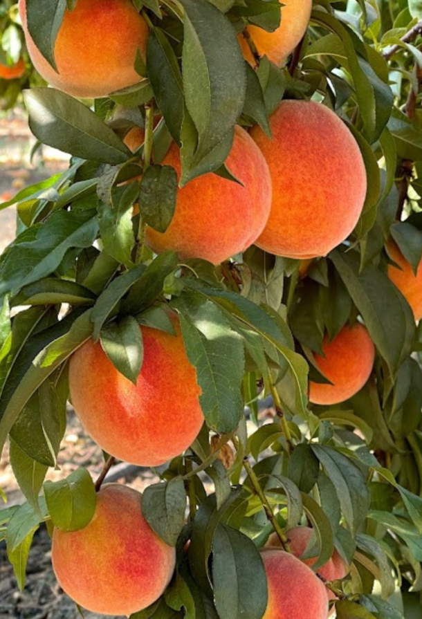 The Best Peach Pepper Jam Recipe - Danelia Design