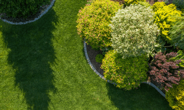6 Evergreen Shrubs For A Beautiful Yard All Year Long