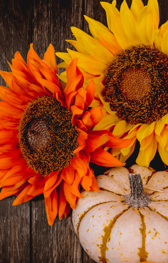 orange and yellow sunflower with small white pumpkin