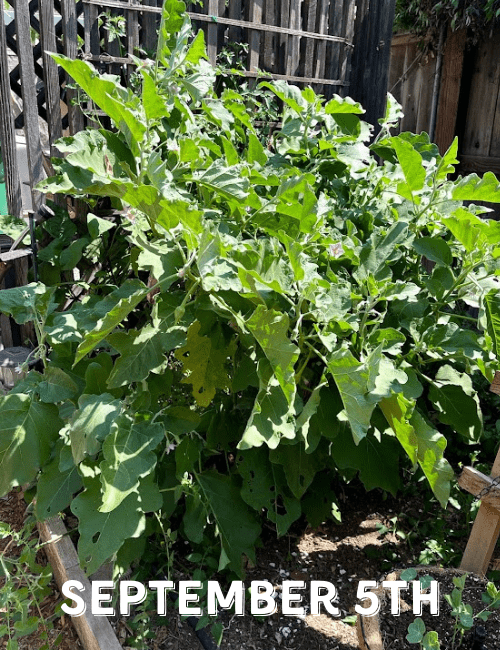 eggplant (3)