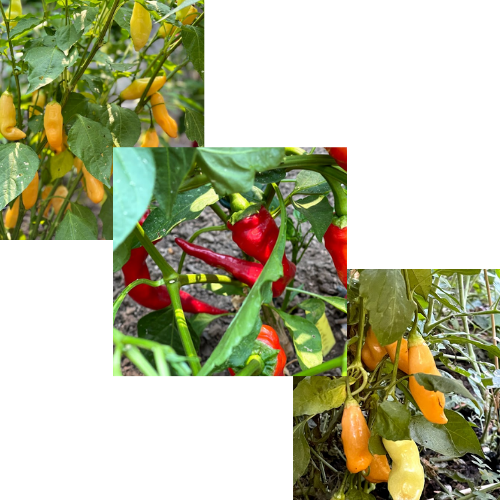 fermented hot sauce (23)