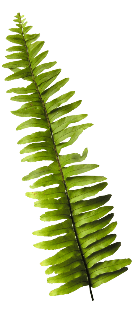 green fern (1)